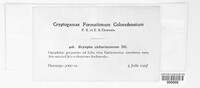 Golovinomyces cichoracearum image